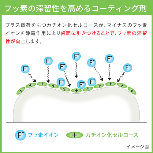 フッ素滞留性を高めた独自の新処方