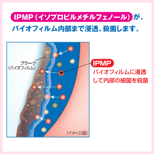 薬用成分 IPMPの働き