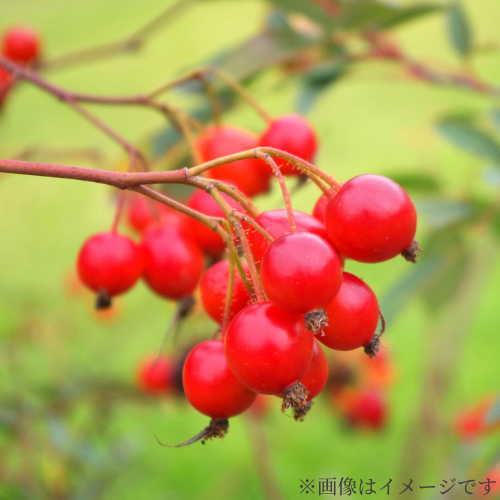 その他の配合成分